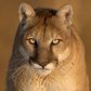 A Jogger Killed a Mountain Lion in Self-Defense