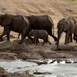 Zimbabwe has sold nearly 100 elephants to China and Dubai for a total price of $2.7 million over six years, the country’s wildlife agency said Wednesday, citing overpopulation