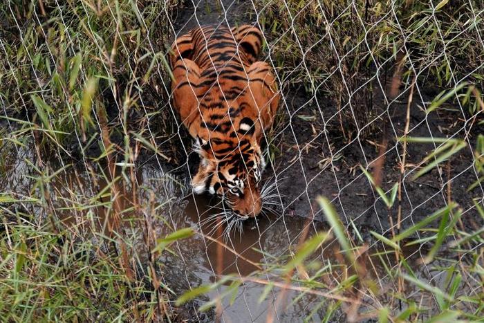 Melati was placed with the other tiger to try and breed as part of a Europe-wide programme to help boost the numbers of the endangered animal
