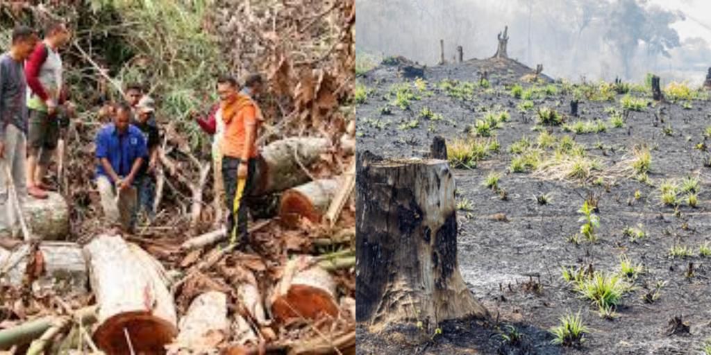 Henceforth, no student will graduate unless they plant at least 10 trees – New Philippines law orders