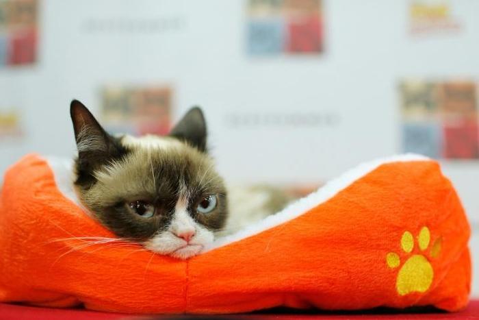 Grumpy Cat, whose real name is Tardar Sauce, found fame when a photo of her as a kitten was posted on Reddit in September 2012
