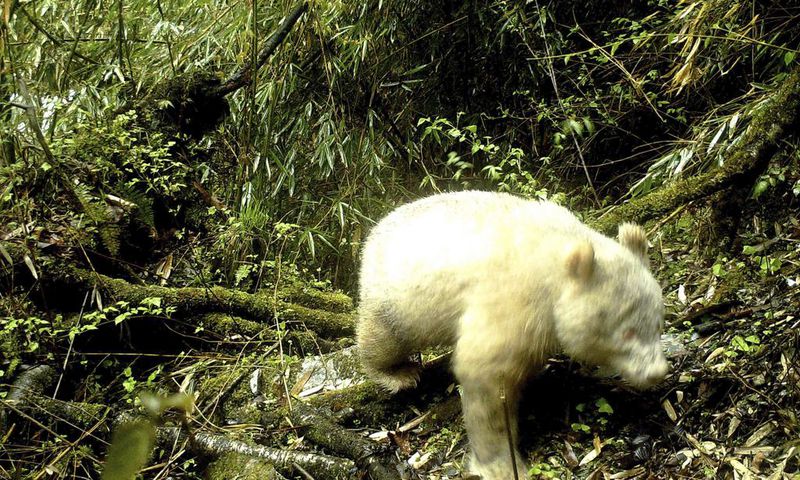 White Panda Is Spotted in China for the First Time