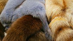 Fashion gians Gucci, Versace and Burberry have discontinued the use of fur in their designs