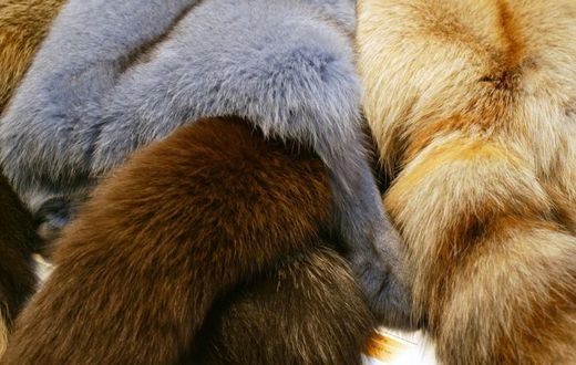 Fashion gians Gucci, Versace and Burberry have discontinued the use of fur in their designs