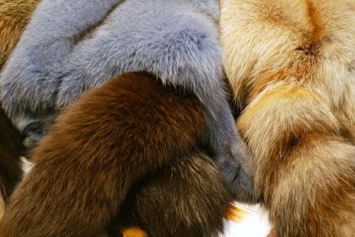 Fashion gians Gucci, Versace and Burberry have discontinued the use of fur in their designs