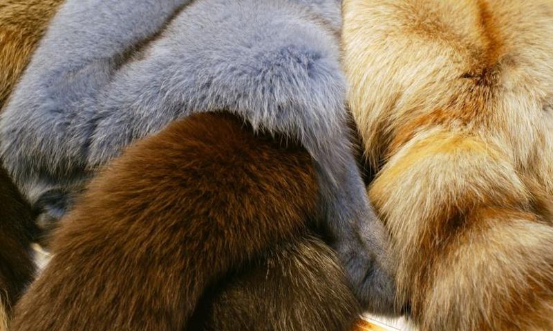 Fashion gians Gucci, Versace and Burberry have discontinued the use of fur in their designs