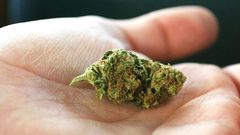 Indica vs. Sativa: What's the Difference?