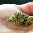 Indica vs. Sativa: What's the Difference?