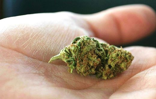 Indica vs. Sativa: What's the Difference?