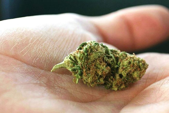 Indica vs. Sativa: What's the Difference?