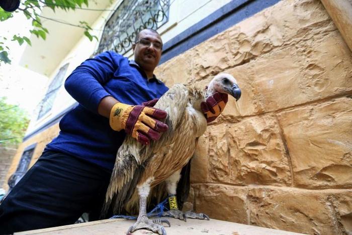 Griffon vulture Nelson was briefly detained by Yemeni fighters suspicious of the satellite transmitter tagged to his wing after he came down in the war-torn country