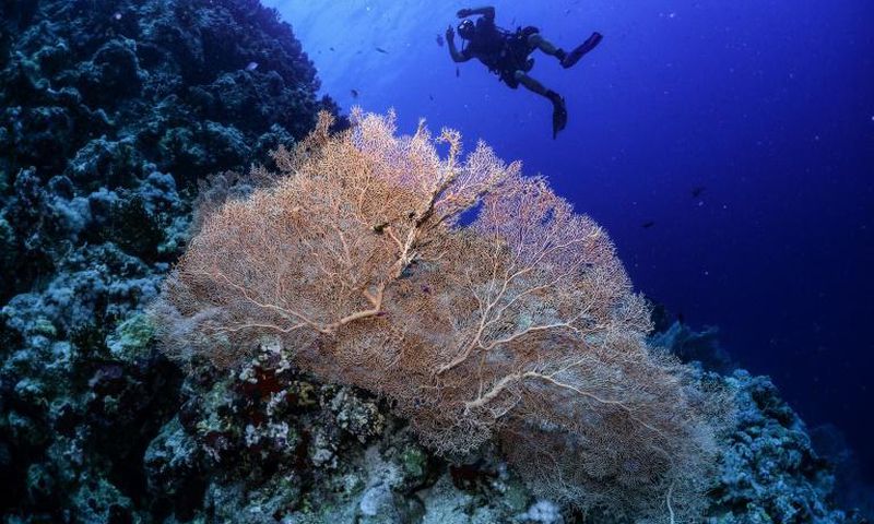 The research shows that it is possible for coral to survive and even thrive in waters that are warmer and more acidic than where coral usually lives