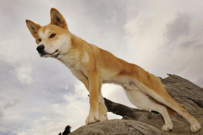 The attack is the third this year on World Heritage-listed Fraser Island