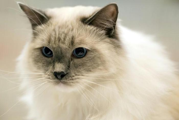 Pet cats allowed outdoors are nearly three times as likely to become infected with pathogens or parasites than those confined to quarters