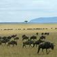 The Cessna plane was heading from the Masai Mara nature reserve, one of the most popular tourism destinations in Kenya