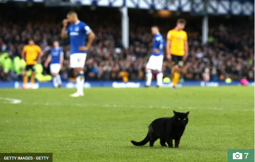 Black Cat