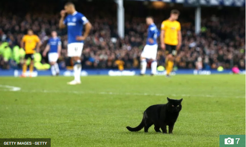 Black Cat