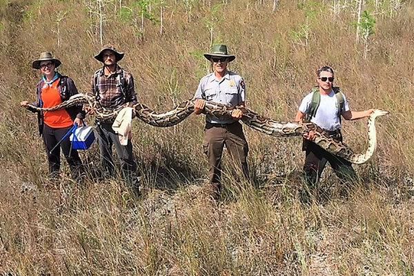 A 17-foot Burmese python was found in Florida, what was it even doing there?