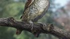 Birds of a Feather May Stick Together, but This Bird's Foot Got Stuck in Amber