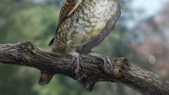 Birds of a Feather May Stick Together, but This Bird's Foot Got Stuck in Amber