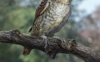 Birds of a Feather May Stick Together, but This Bird's Foot Got Stuck in Amber