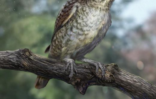 Birds of a Feather May Stick Together, but This Bird's Foot Got Stuck in Amber
