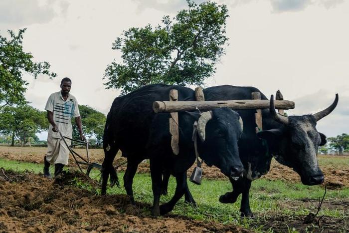 Land redistribution was touted by Robert Mugabe as the redressment of historic injustice -- critics say it destroyed skills and capital, wrecking Zimbabwe's agriculture