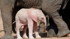 Albino elephant