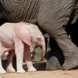 Albino elephant