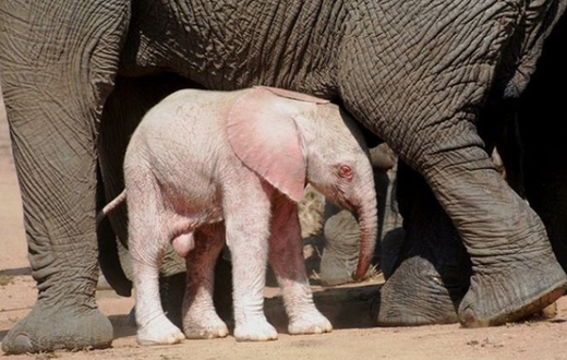Albino elephant