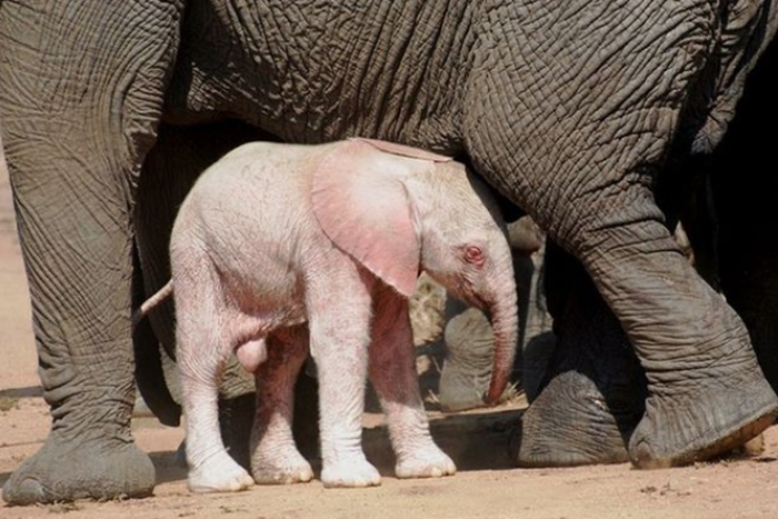 Albino elephant
