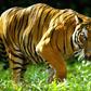 Tigers are considered critically endangered in Malaysia