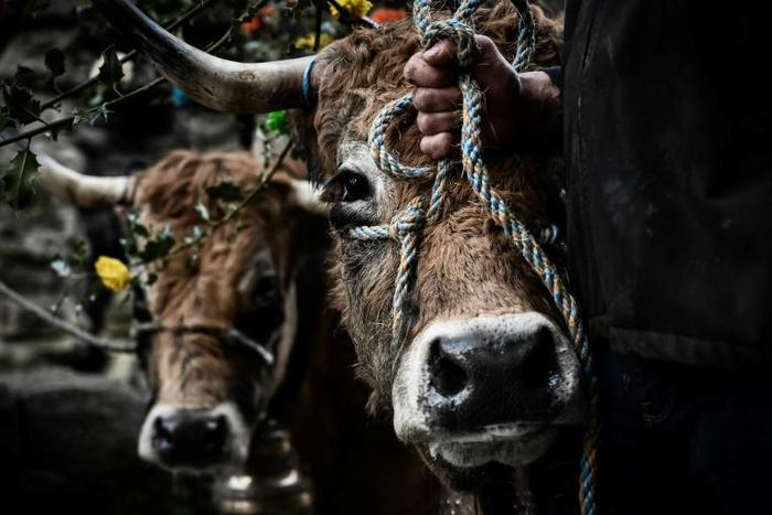 The case came to the EU court of justice after a French association promoting animal welfare in abattoirs, called for a ban on the labelling of such meat as organic