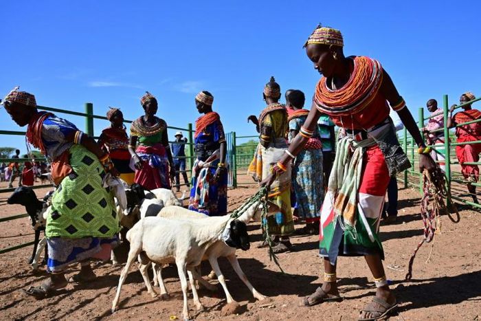 Traditional Samburu tribeswomen gather their goats to sell at Merille livestock market, some 411km north of Nairobi in Kenya's Marsabit county