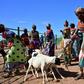Traditional Samburu tribeswomen gather their goats to sell at Merille livestock market, some 411km north of Nairobi in Kenya's Marsabit county