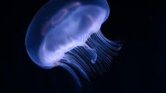 Jellyfish are among the most venomous creatures in the world, but scientists in Australia believe they may have found an antidote for their stings