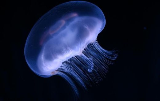 Jellyfish are among the most venomous creatures in the world, but scientists in Australia believe they may have found an antidote for their stings