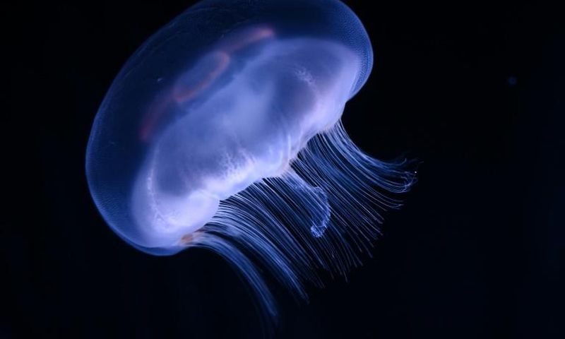 Jellyfish are among the most venomous creatures in the world, but scientists in Australia believe they may have found an antidote for their stings