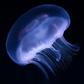 Jellyfish are among the most venomous creatures in the world, but scientists in Australia believe they may have found an antidote for their stings