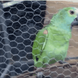 Parrot arrested for alerting drug dealers police were coming