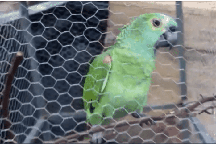 Parrot arrested for alerting drug dealers police were coming