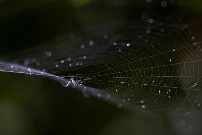 The Japanese defendant was arrested for smuggling 248 invertebrates out of Ecuador