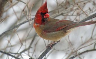 A rare bird indeed half male, half female