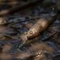 Officials have warned locals off using water from the Paraopeba river -- pictured days after the disaster -- for drinking, watering animals or irrigation