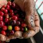 Colombian coffee producers say they are selling at a loss, blaming the crash devastating their industry on stock market speculators who have forced prices down to an all-time low