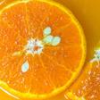 Dr. Pimple Popper Removes 'Orange Seed' Pilar Cyst