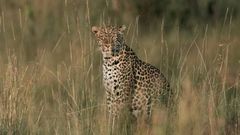 The number of leopards in Africa has plunged 40 percent in Africa in recent years