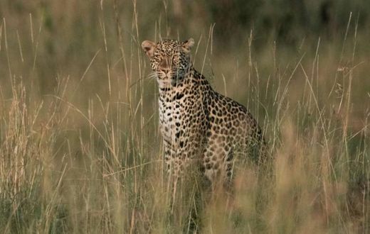 The number of leopards in Africa has plunged 40 percent in Africa in recent years