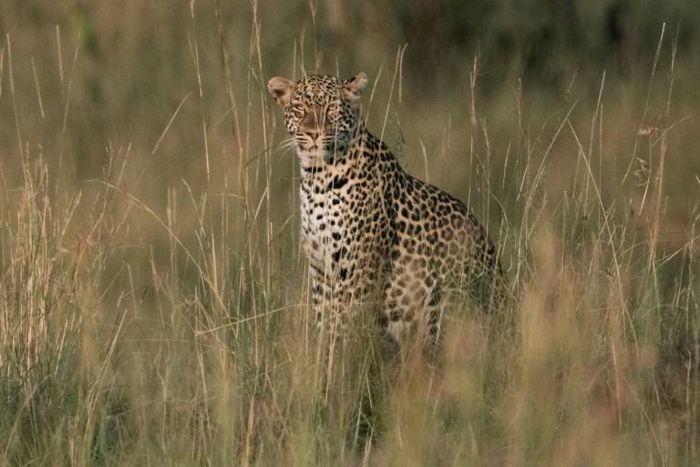 The number of leopards in Africa has plunged 40 percent in Africa in recent years