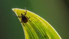 6 Pictures To Help You Identify A Tick Bite